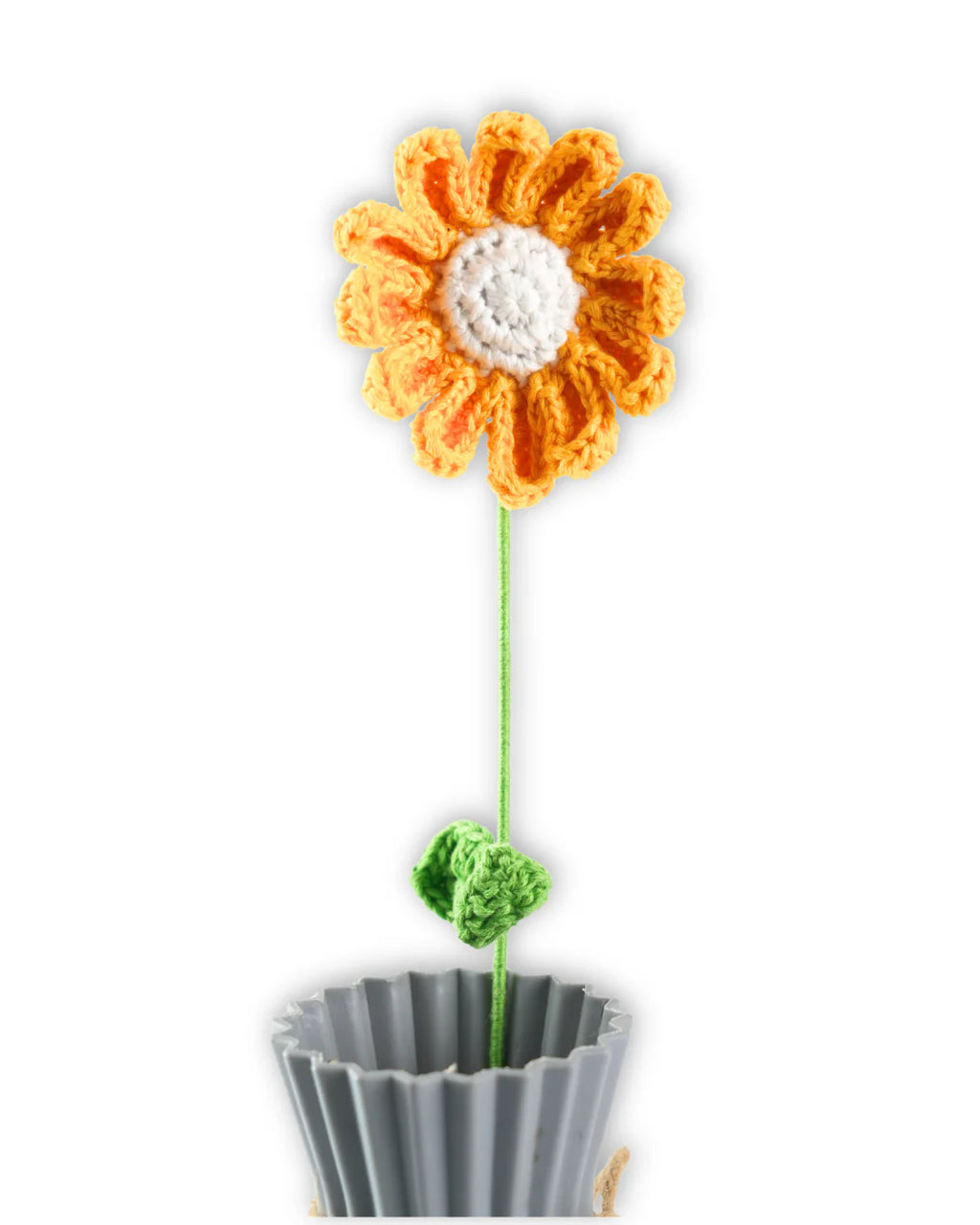 Daisy large
